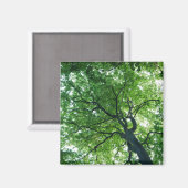 ブナ木磁石 マグネット (正面/裏面)