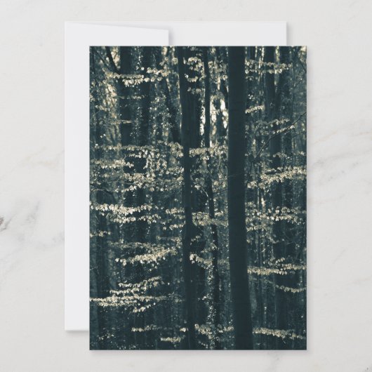 ブナ林の自然写真 シーズンカード (正面)