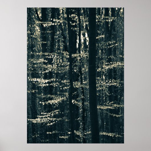 ブナ林の自然写真 ポスター (正面)