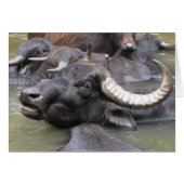 ブバルスブバリ (正面横)