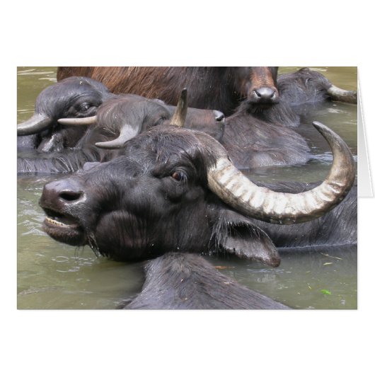 ブバルスブバリ (正面横)