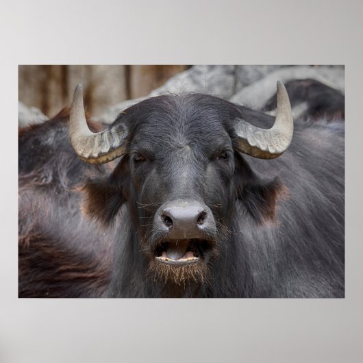 ブバルスブバリ ポスター (正面)