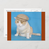 ブバ子猫 ポストカード (正面/裏面)