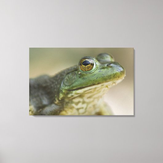 ブファロ国立川、アーカンソー州北西部 キャンバスプリント (正面)