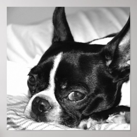 ブホ ポスター (正面)