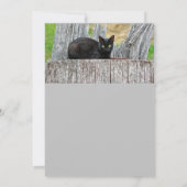 ブラかわいらしックキャットログフォト誕生日 招待状 (裏面)