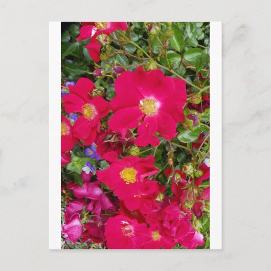 ブライアルバラとスウィートヴィオレット ポストカード (正面)