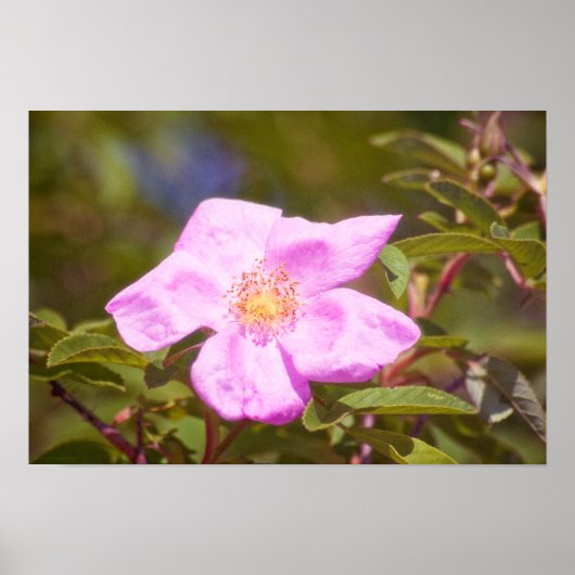 ブライアルバラ ポスター (正面)