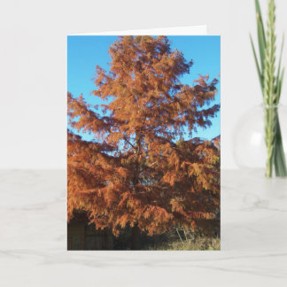 ブライアンの木, AutumnPosine カード
