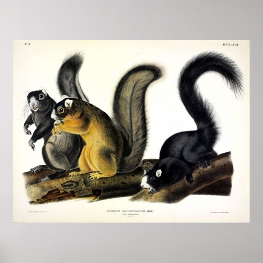 ブライアントのキツネリスby John James by Audubon ポスター (正面)