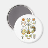 ブライオゾア マグネット (正面/裏面)