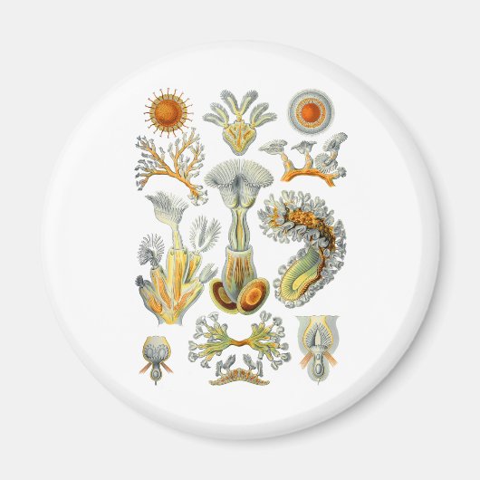 ブライオゾア マグネット (正面)