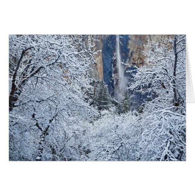 ブライダルベール下面の木々の新雪 (正面横)