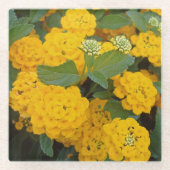 ブライトイエローランタナフラワー開花陽気 ガラスコースター (正面)