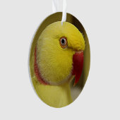 ブライトイエロールティーノインディアンリンネックパロット オーナメント (正面)