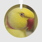 ブライトイエロールティーノインディアンリンネックパロット オーナメント (裏面)