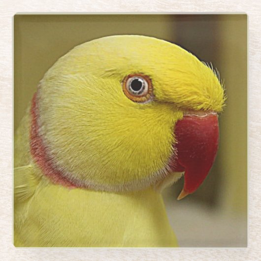 ブライトイエロールティーノインディアンリンネックパロット ガラスコースター (正面)