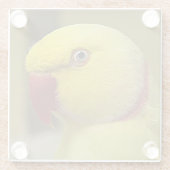 ブライトイエロールティーノインディアンリンネックパロット ガラスコースター (裏面)