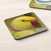 ブライトイエロールティーノインディアンリンネックパロット コースター (左側)