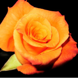 ブライトオレンジバラ マウスパッド