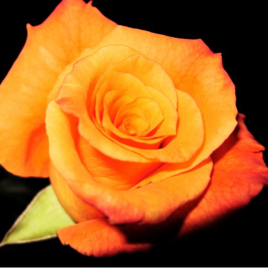 ブライトオレンジバラ マウスパッド