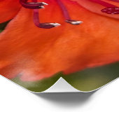 ブライトオレンジロードデンドロン開花フローラ ポスター (コーナー)