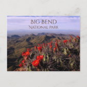 ブライトクラレットカップサボテンの花、ビッグベンドNP、TX ポストカード (正面)