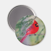 ブライトノーザン（鳥）ショウジョウコウカンチョウ磁石 マグネット (正面/裏面)