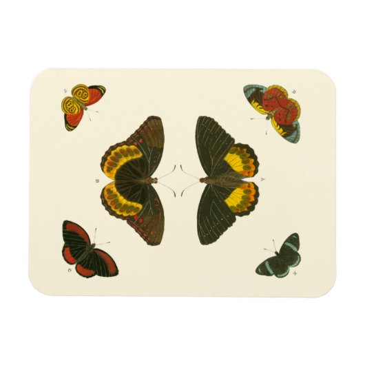 ブライトバタフライバイピエータークラマー マグネット (横)