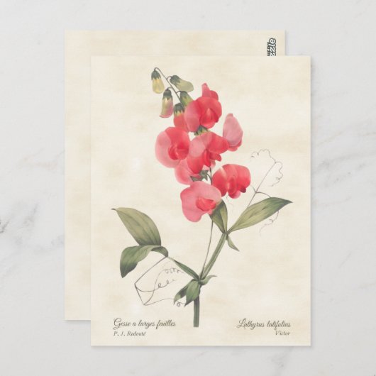 ブライトピンクスイートピーヴィンテージ ポストカード (正面/裏面)