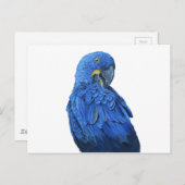 ブライトブルーハイアシントマカオ ポストカード (正面/裏面)