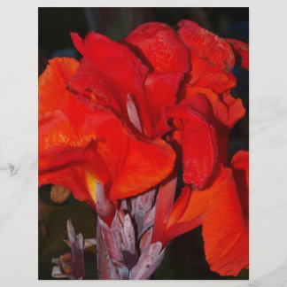 ブライトレッドカンナリリー