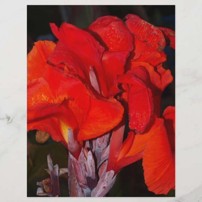 ブライトレッドカンナリリー (正面)