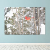 ブライトレッド（鳥）ショウジョウコウカンチョウ キャンバスプリント (インサイチュ (ウッドフロア))
