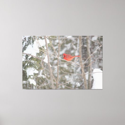 ブライトレッド（鳥）ショウジョウコウカンチョウ キャンバスプリント (正面)