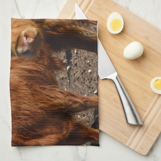 ブラウニー美しい:威厳のある大きな茶色の高地の牛 キッチンタオル (四つ折り)