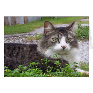 ブラウンおよび白い虎猫猫