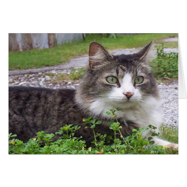 ブラウンおよび白い虎猫猫 (正面横)