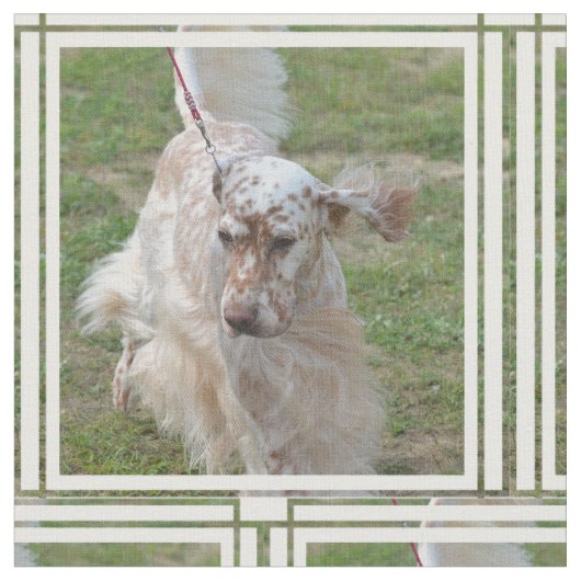 ブラウンおよび白人の英国セッター ファブリック (クローズアップ)