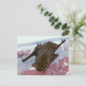 ブラウンこうもりはがき ポストカード (スタンド正面)