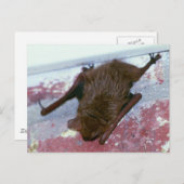 ブラウンこうもりはがき ポストカード (正面/裏面)