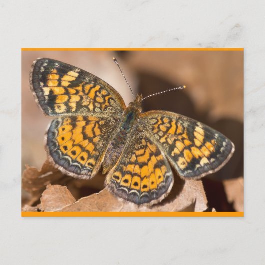 ブラウンとオレンジの蛾のアパレルとギフト ポストカード (正面)