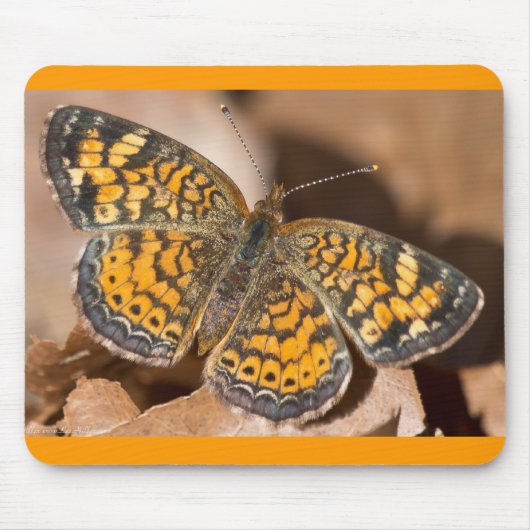 ブラウンとオレンジの蛾のアパレルとギフト マウスパッド (正面)