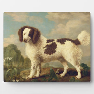 ブラウンとホワイトノーフォークまたは水スパニエル犬, 1778 (oi) フォトプラーク