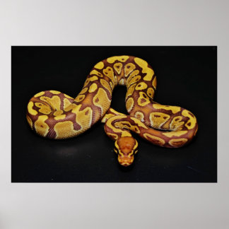 ブラウンと金ゴールドボールPython ポスター