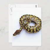 ブラウンと金ゴールドボールPython 2 ポストカード (正面/裏面)