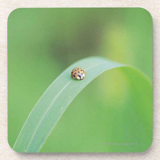 ブラウンのてんとう虫 コースター (正面)