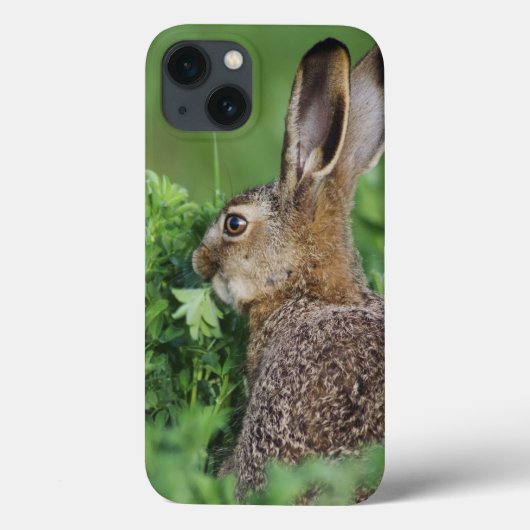 ブラウンのノウサギ、Lepusのeuropaeus、若い食べ物、 Case-Mate iPhoneケース (裏面)