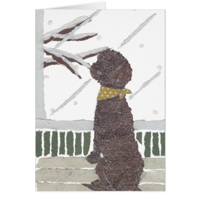 ブラウンのプードル、チョコレートプードル (正面)