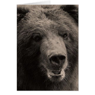 ブラウンの灰色グマの野性生物の写真
